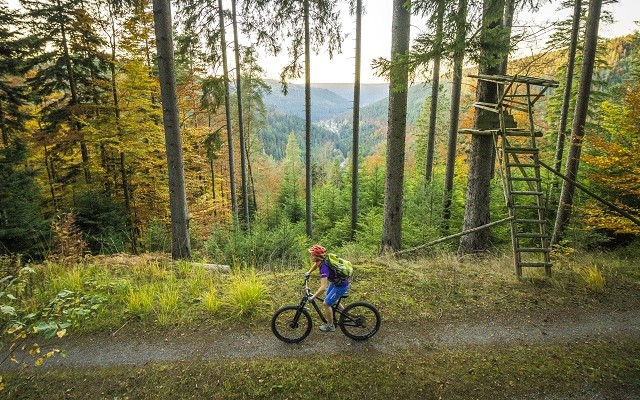 Mountainbike Schwarzwald Bike Trail Natur