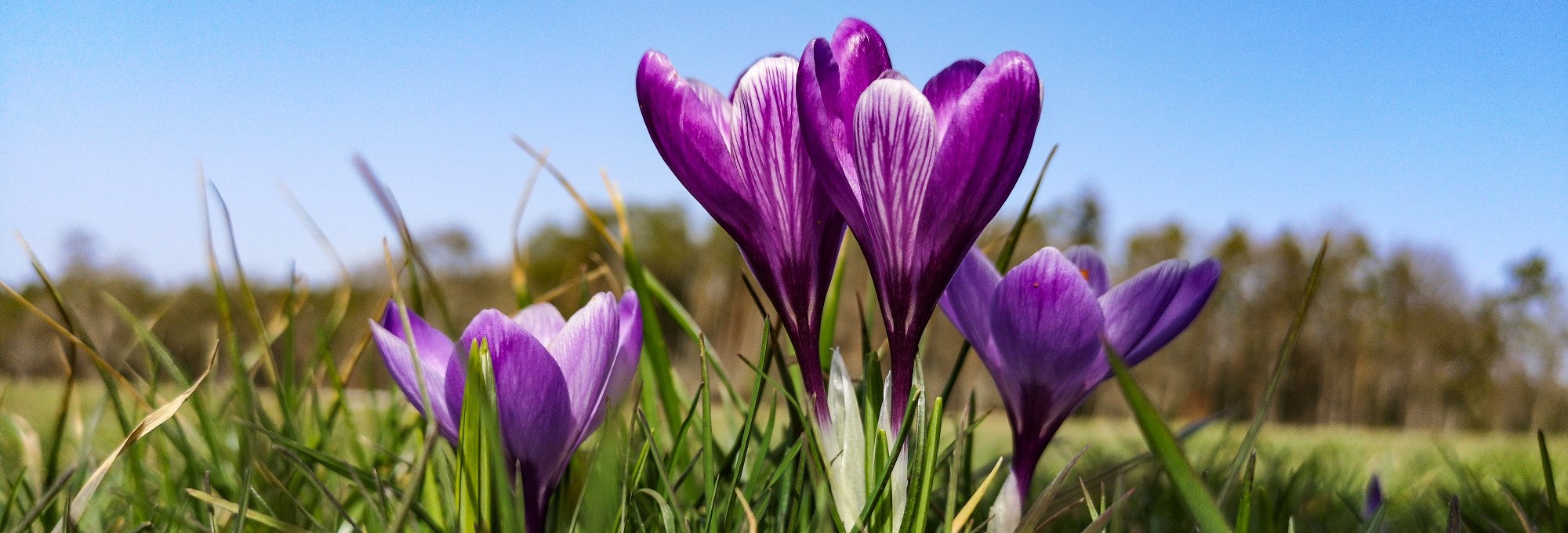 Krokusse in Zavelstein