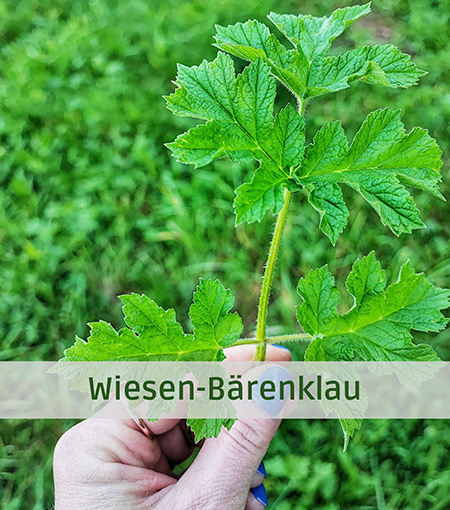 Wiesen-Bärenklau