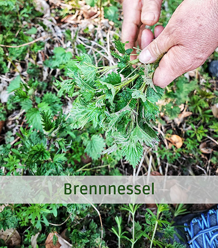 Brennnessel