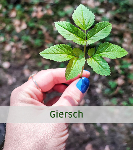 Giersch