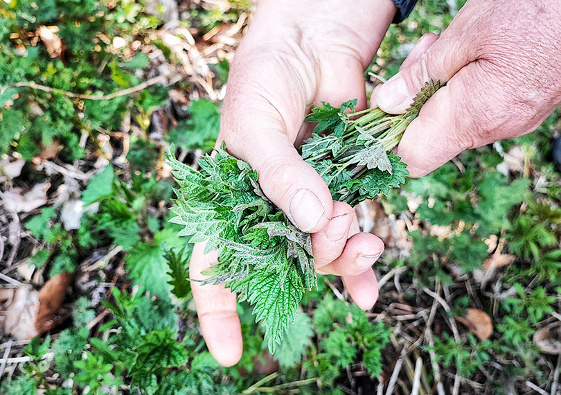 Wildkräuter-Tour im Teinachtal